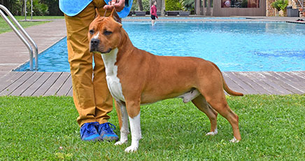 Pernales-Brujo-american-staffordshire-terrier-stanfford-amstaff-alicante-BIAR