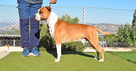 american-staffordshire-pernales-amstaff-raza-perros-cachorros-criadores-stanfford-alicante