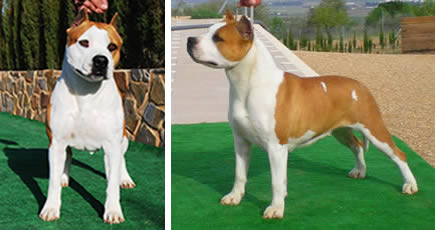 American Staffordshire Terrier | Ch. Thunder Bully Budha Gold | Amstaff Pernales Criadores Cachorros perros Amstaff