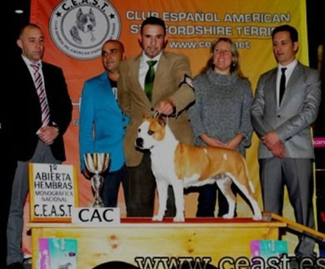 American Staffordshire Terrier | Multi. CH. Thunder Bully Budha Gold | Campeona CEAST 2011