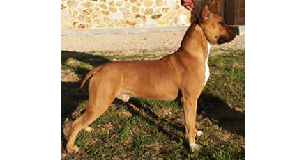 American Staffordshire Terrier | CH. JR. Pernales Dobby | Macho Amstaff Pernales Criadores Cachorros perros Amstaff