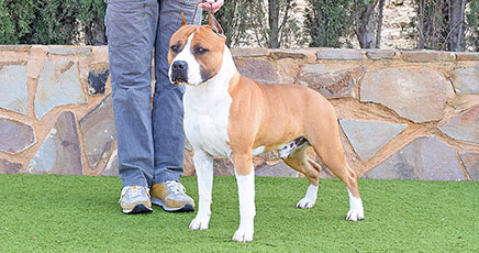 american-staffordshire-terrier-pernales-def-con-dos-amstaff-perro.nm