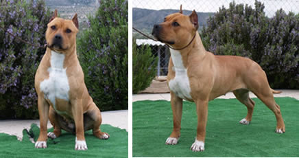 American Staffordshire Terrier | Ch.Pernales Simba | Cachorros Criador Hembras AMSTAFF