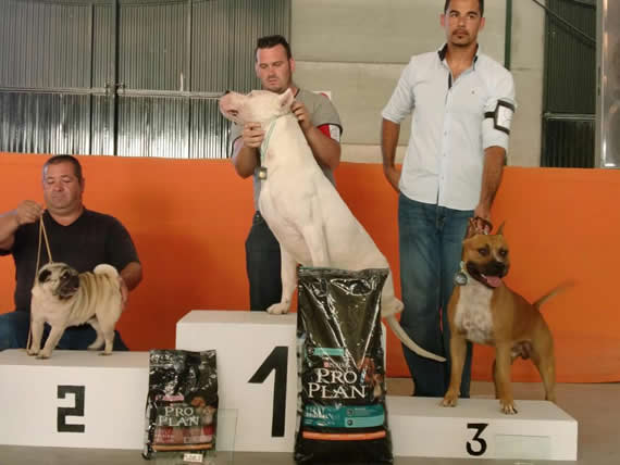 american-staffordshire-terrier-perros-raza-amstaff-pernales-cachorros--criadero-perros-raza-alicante-valencia-pernales