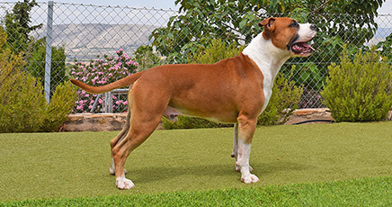 american-staffordshire-terrier-stanfford-blue-mauricio-pernales-criador-perros-raza-amstaff-alicante.athos