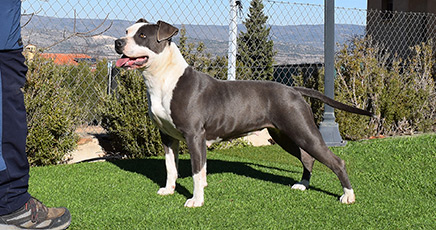 american-staffordshire-terrier-stanfford-blue-sky-pernales-criador-perros-raza-amstaff-alicante