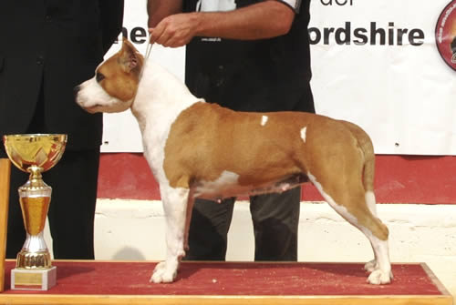 American Staffordshire Terrier Thunder Bully Budha Gold Amstaff | Pernales