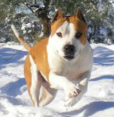 American Staffordshire Terrier | Multi. CH. Thunder Bully Budha Gold | Campeona CEAST 2011