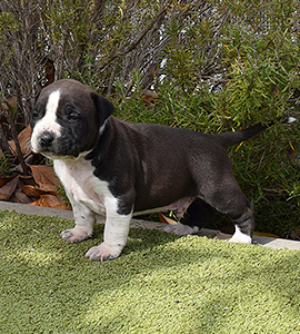 amrican-staffordshire-terrier-pernales-criadores-perros-raza-amstaff-cachorros-color-blue-negros-azul-gris.biar-criadores.show