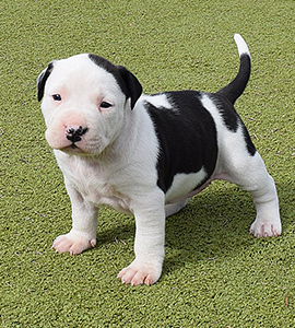 amrican-staffordshire-terrier-pernales-criadores-perros-raza-amstaff-cachorros-color-blue-negros-azul-gris.biar-criadores