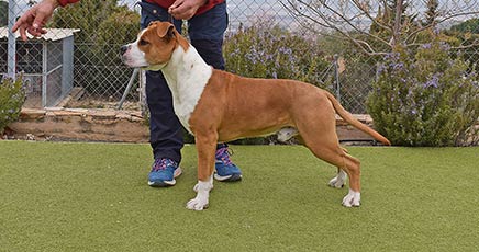 American Staffordshire Terrier | Pernales Porthos | Macho Amstaff Pernales Criadores Cachorros perros Amstaff