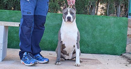 American Staffordshire Terrier | Geisha Prime Touch | Amstaff Pernales