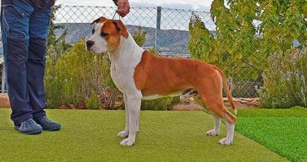 American Staffordshire Terrier | Pernales Killer | Amstaff Pernales