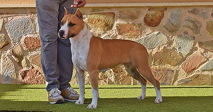 pernales-indian-painted-american-staffordshire-terrier-amstaff-perros-criadores-stanfford-show