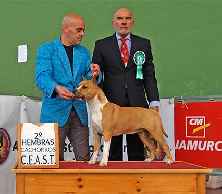 pernales-thalia-american-staffordshire-terrier-amstaff-criadores-perros-alicante pernales-thalia-american-staffordshire-terrier-amstaff-criadores-perros-alicante