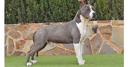 pernales-tito-de-cavafria-amstaff-american-staffordshire-terrier-perros-criadores-blue-azul-raza-biar.jpgx