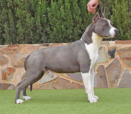 pernales-tito-de-cavafria-amstaff-american-staffordshire-terrier-perros-criadores-blue-azul-raza-perros