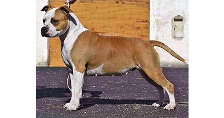 American Staffordshire Terrier | Pernales Sand Storm | Amstaff Pernales